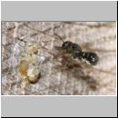 Heriades truncorum - Loecherbiene m05 6mm.jpg